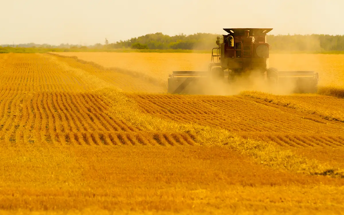 combine harvesting in wheat field 