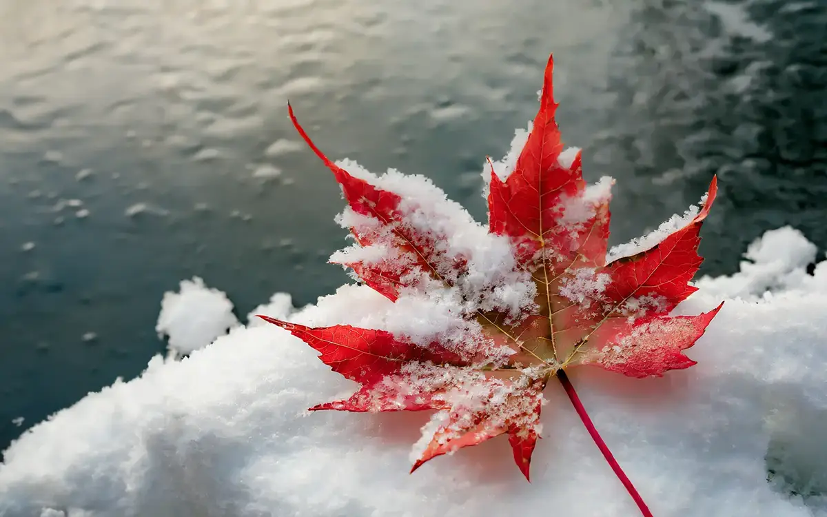 Une feuille d'érable rouge enneigée